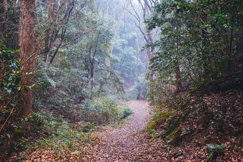 Forest path in Osaka, Japan