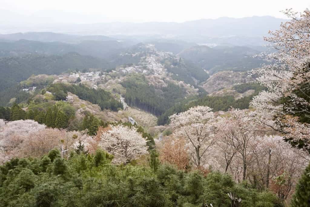 View from Mount Yoshino during cherry blossom season