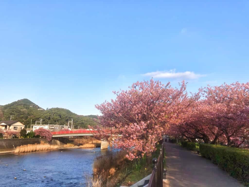 Kawazu-zakura in Shizuoka Prefecture