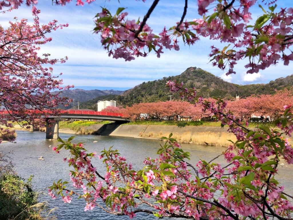 Early Cherry Blossom Viewing Near Tokyo in Kawazu, Shizuoka