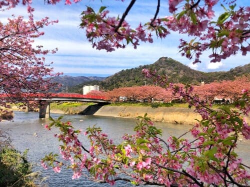 Early Cherry Blossom Viewing Near Tokyo in Kawazu, Shizuoka