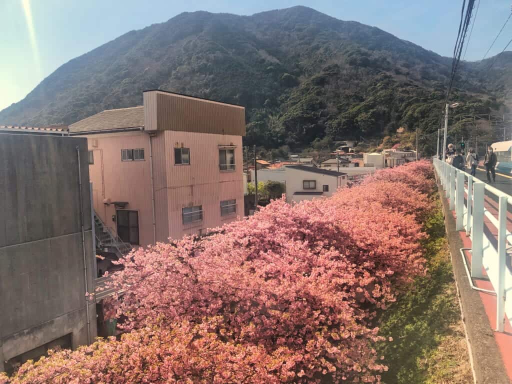 Kawazu-zakura cherry blossom in Shizuoka Prefecture near tokyo