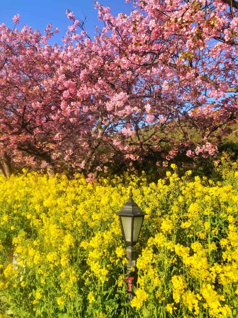 Kawazu-zakura cherry blossoms and nanohana blossoms in Shizuoka Prefecture near tokyo