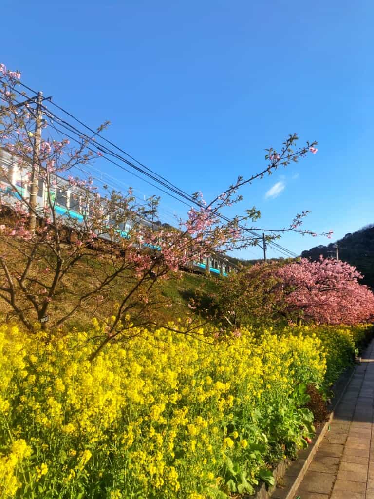 Kawazu-zakura cherry blossom in Shizuoka Prefecture near tokyo