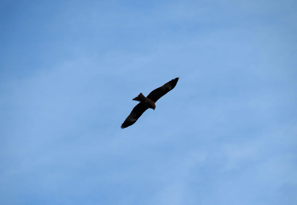 Hawk at Fukuura Beach, Ako