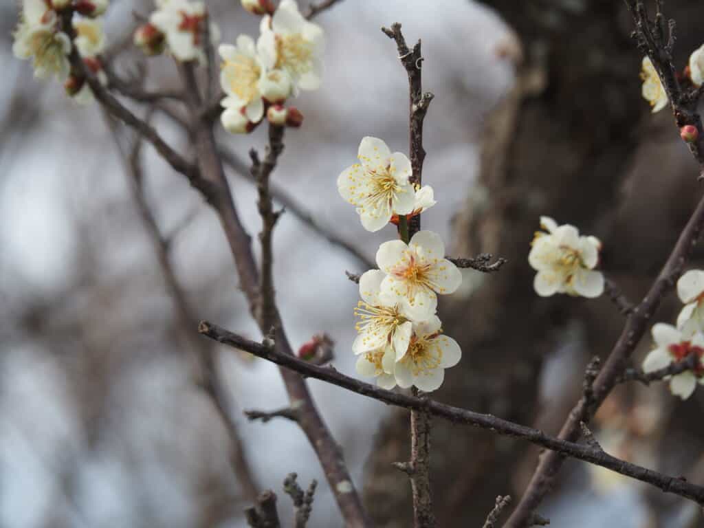 White plum blossom at Misaki Park