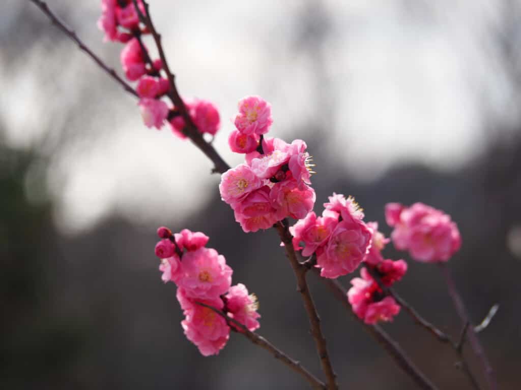 Pink plum blossom at Misaki Park