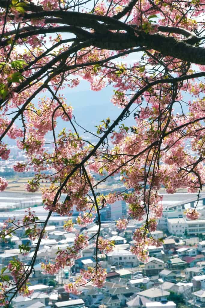 Sakura and Matsuda City