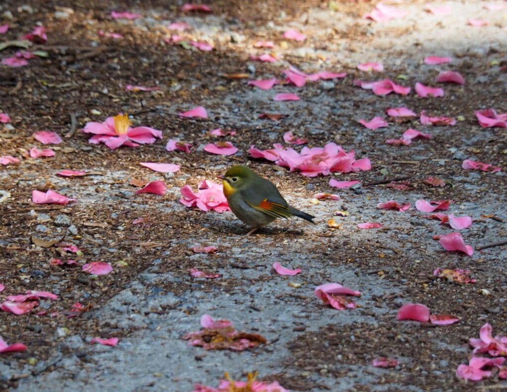 Little bird at Mt Chausuyama