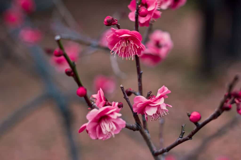 Japanese Spring: The Difference Between Ume, Momo, and Sakura Blossoms