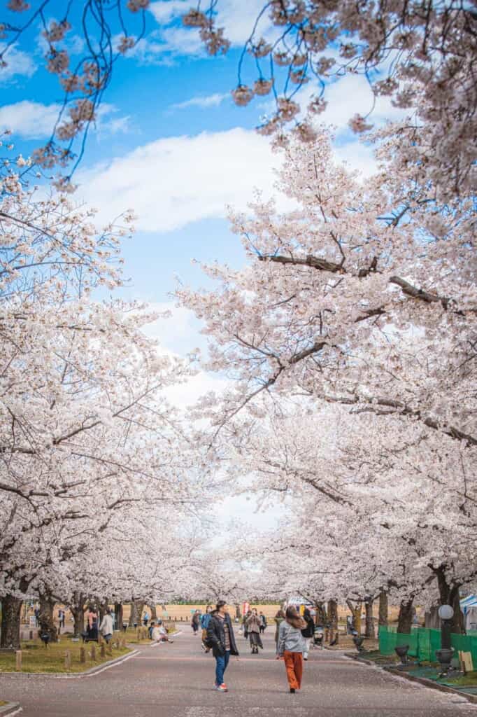 a girl waiting in front of some wonderful sakura flowers in Osaka