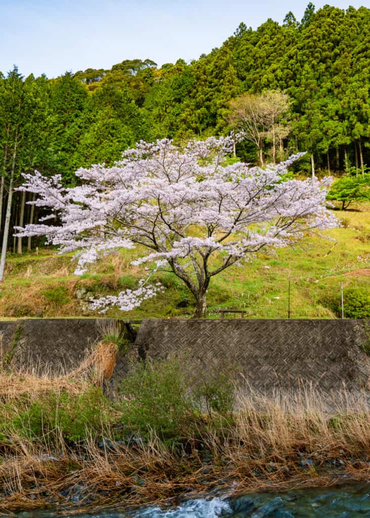 sakura bloom along atago river in hamamatsu near Tokyo