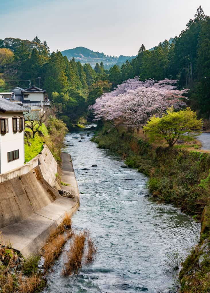 atago river in hamamatsu with cherry blossoms in Japan