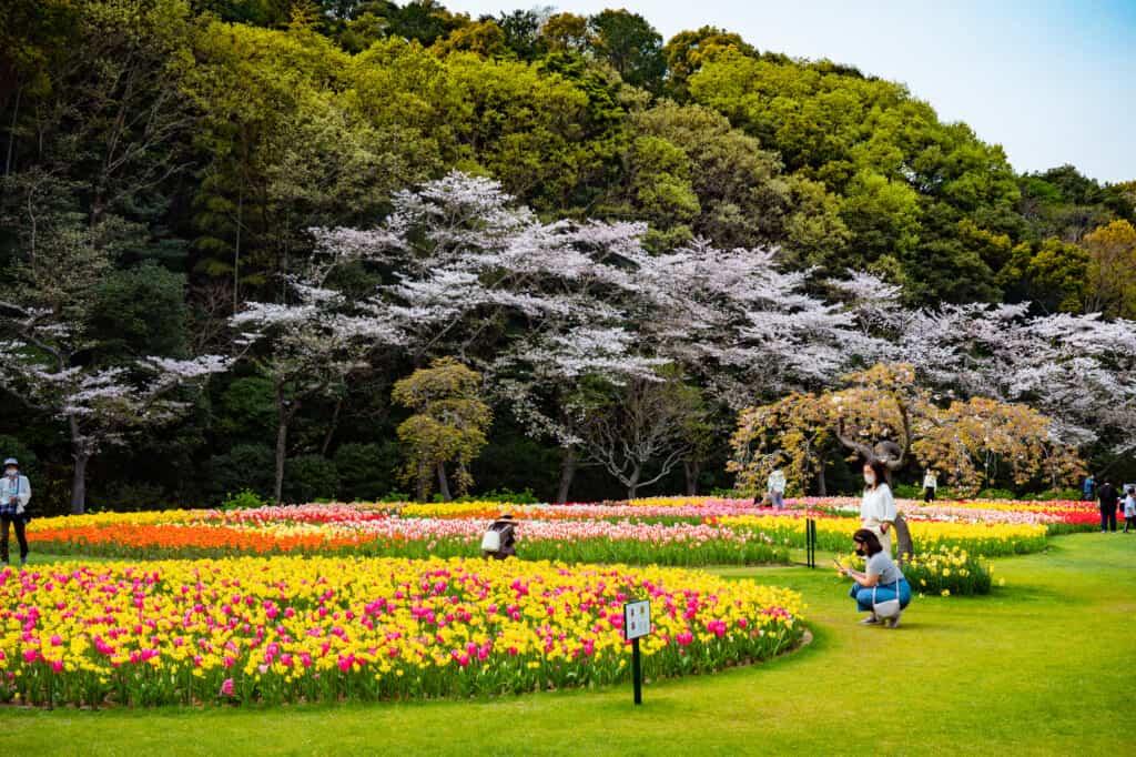 spring display of flowers at hamamatsu flower park