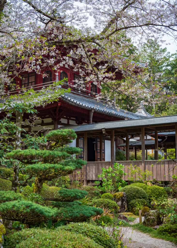 spring at ryotanji temple with cherry blossoms