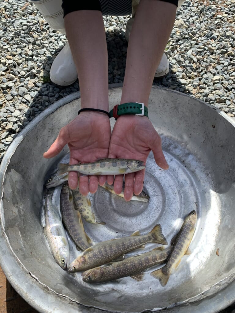 fresh caught trout in a pail