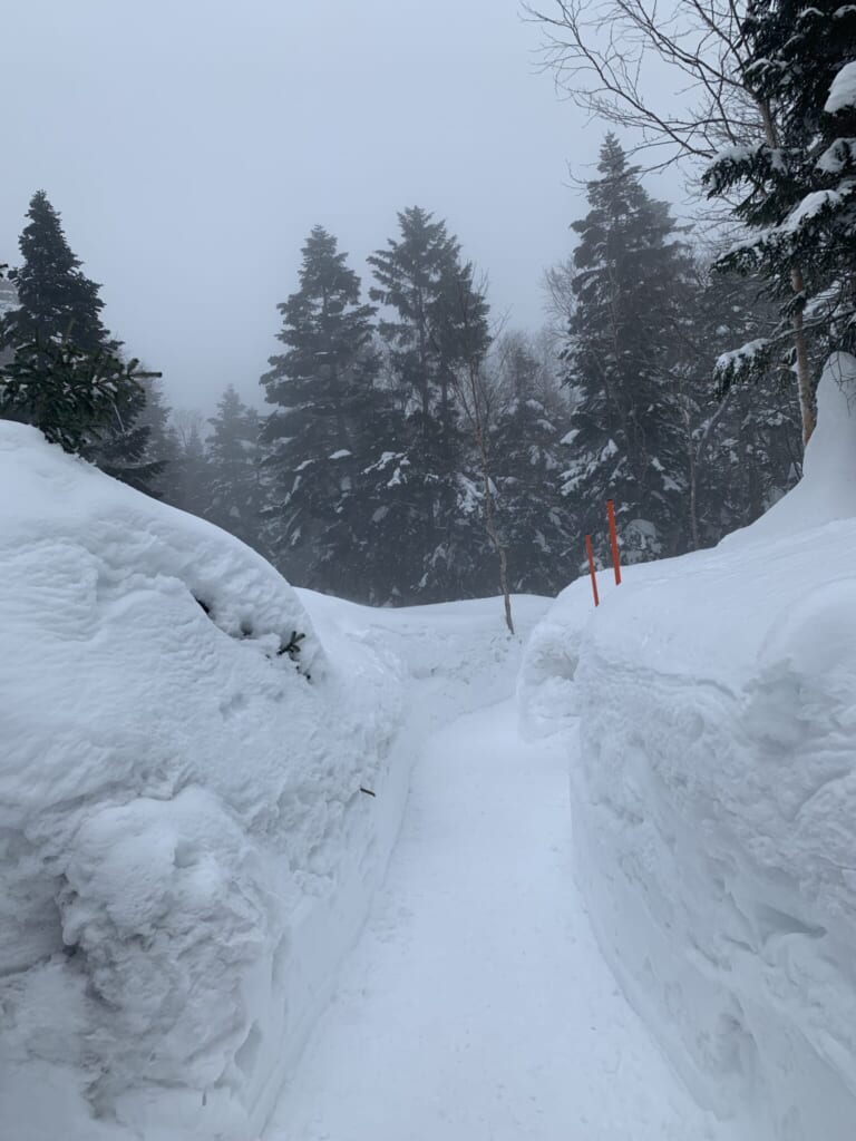 snowy path through a forest