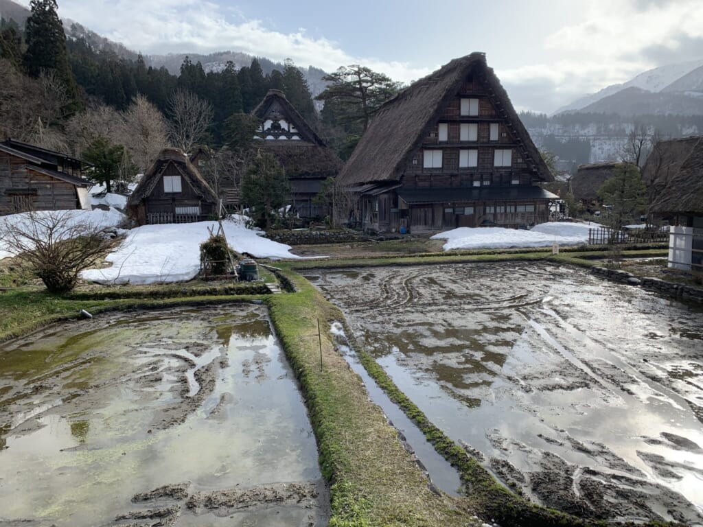 Traditional Japanese thatched houses behind empty rice fields in winter in Gifu, Japan