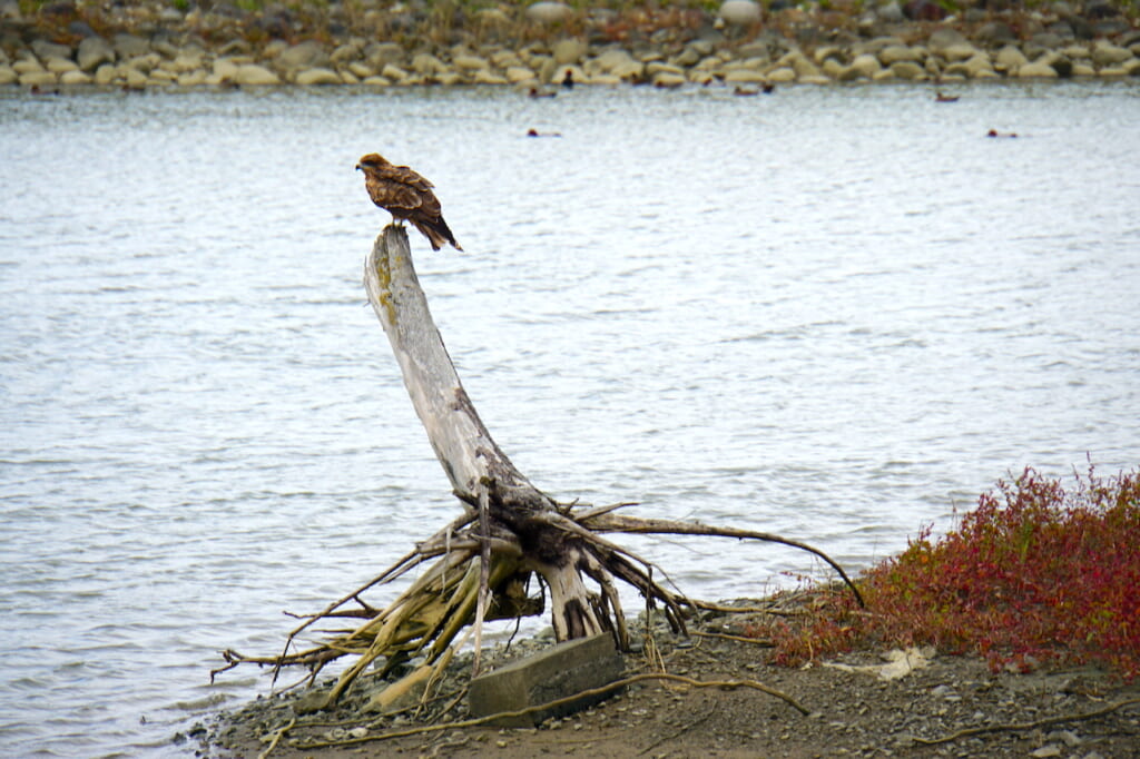 falcon perched on tree stump
