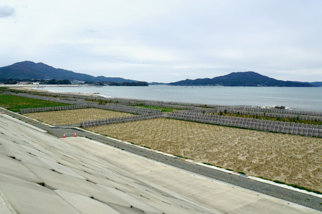pine tree sprouts planted under seawall in Japan after the 2011 Tsunami