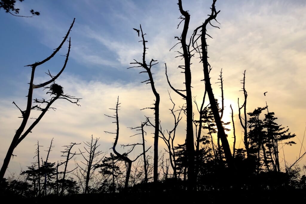 silhouettes of bare trees at dusk from the 2011 Japanese earthquake and tsunami 
