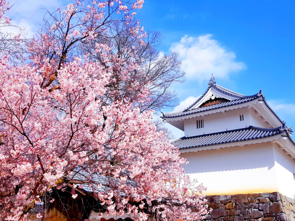 Maizuru Kofu castle with sakura