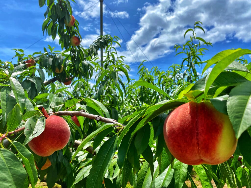 Misaka Farm Grape House and its delicious peaches for picking in Japan