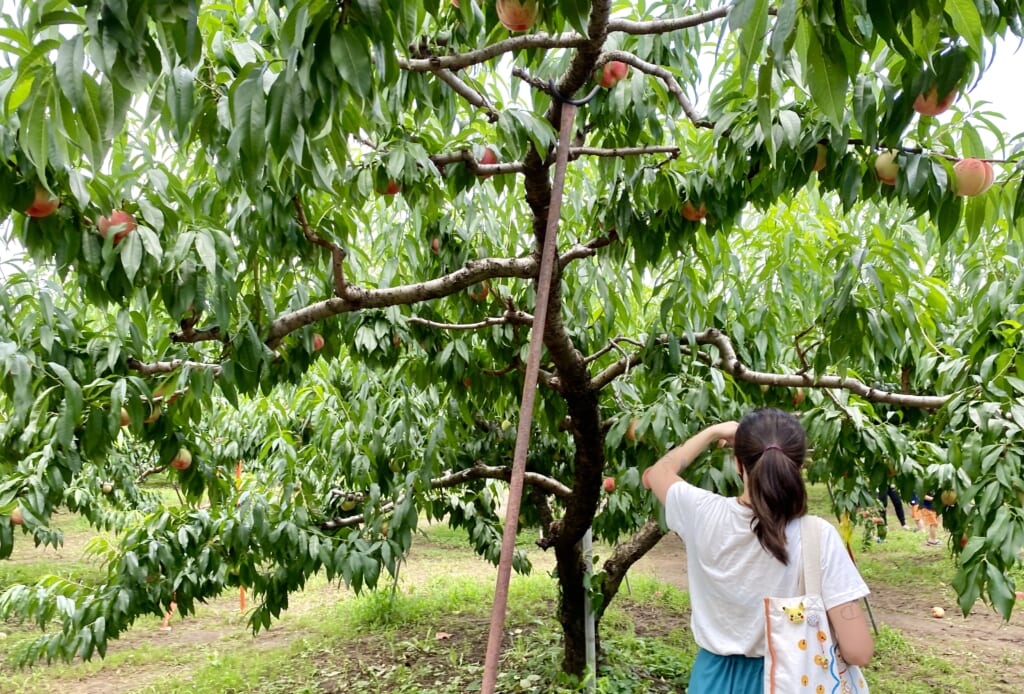 Misaka Farm Grape House, a great occasion for fruits picking