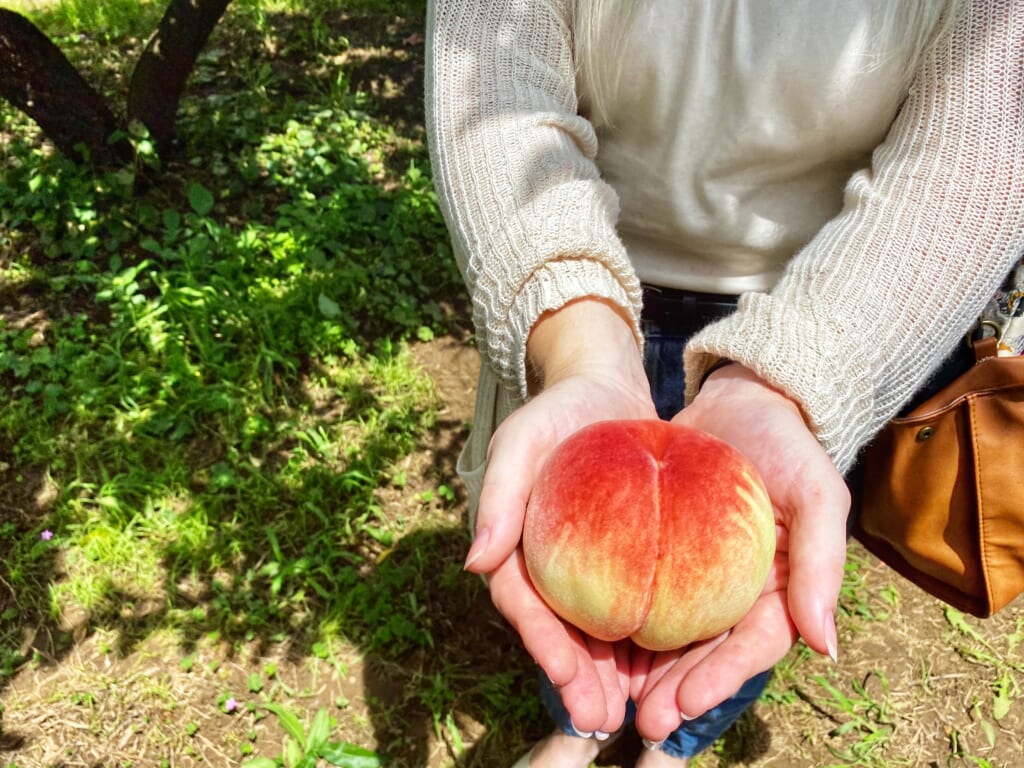 Misaka Farm Grape House and its lovely peaches