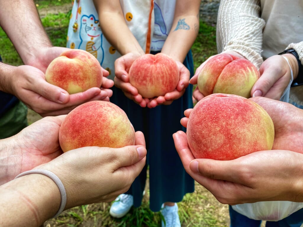 Peach picking, a great activity to share with friends