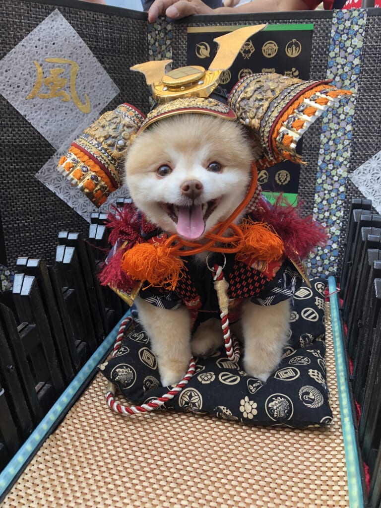 Even the cutest dogs can join the Shingen-ko festival in Japan