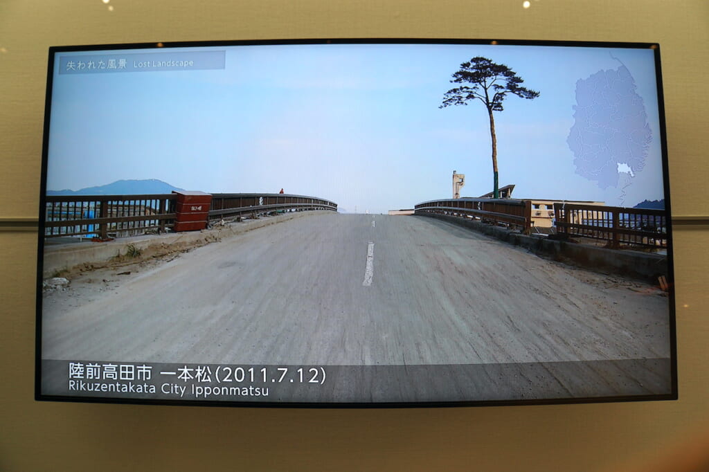 Japanese forest after the 2011 tsunami