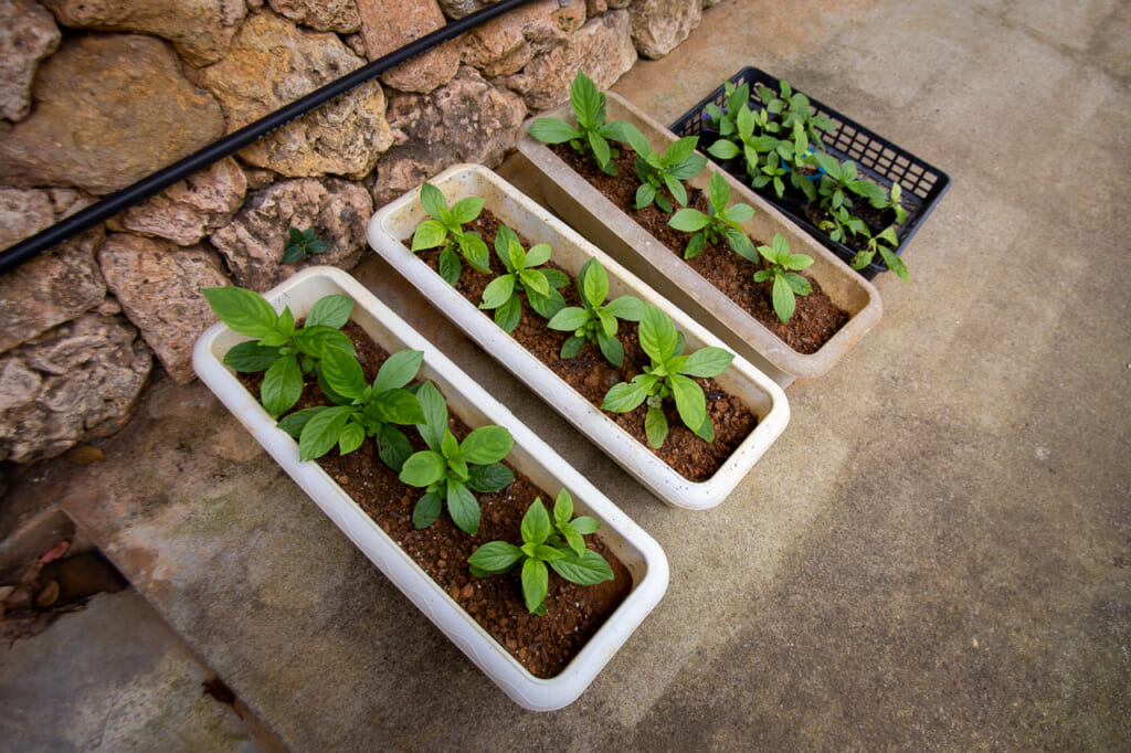 some plants used to dye the threads in japan
