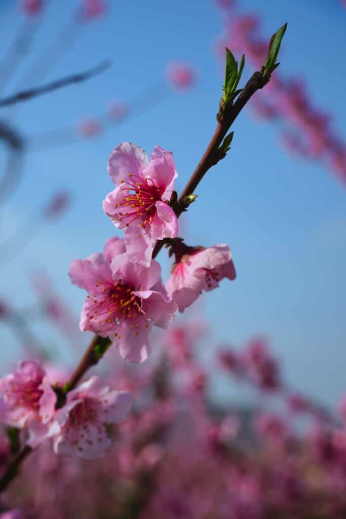 Peach flowers