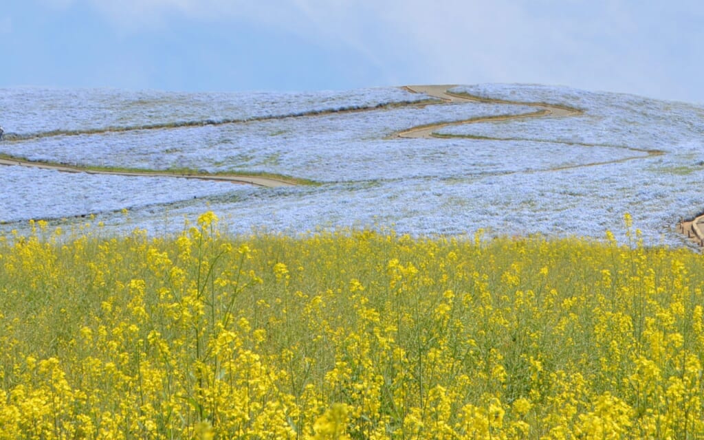 Hitachi Seaside Park in Japan