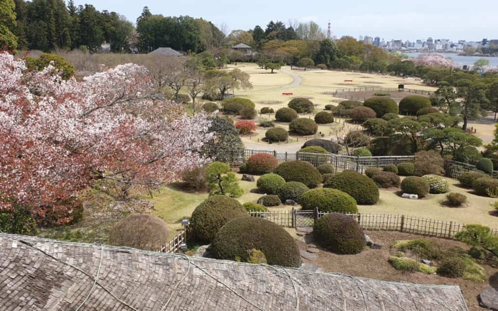 plum blossoms in in Ibaraki