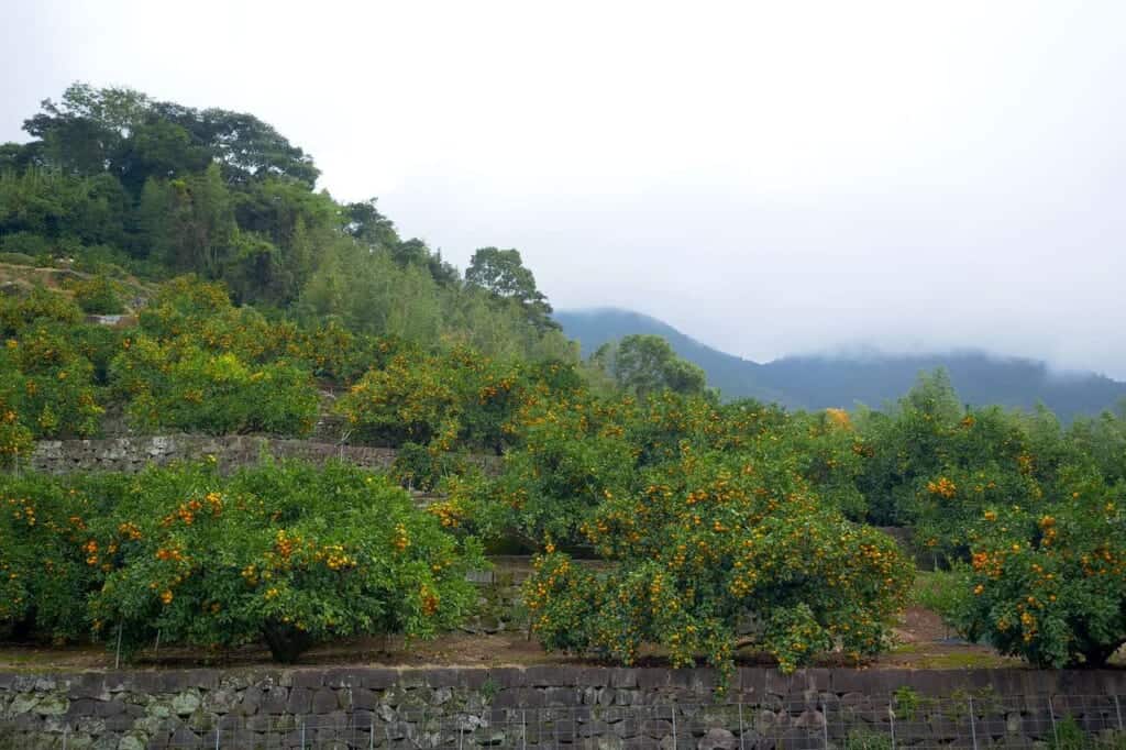 citrus orchard near Unganzenji in Japan