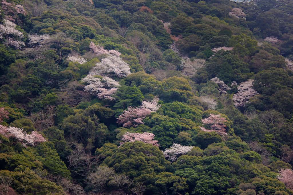 Aya's evergreen forest sprinkled with pink cherry trees in Miyazaki, Japan