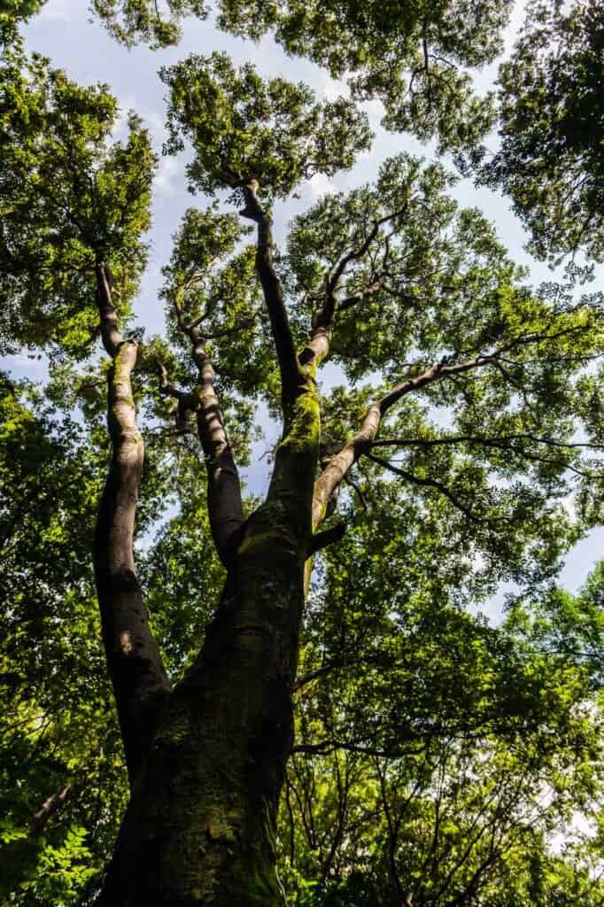 Tree canopy in Todoroki Valley in JApan