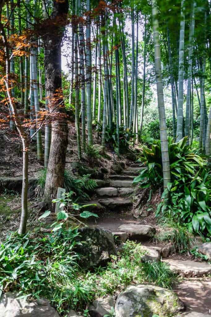 Bamboo forest in  Tokyo
