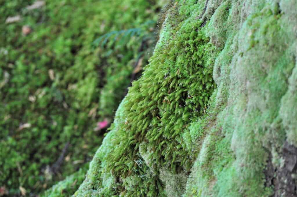Shuheki-en and its moss garden, Kyoto