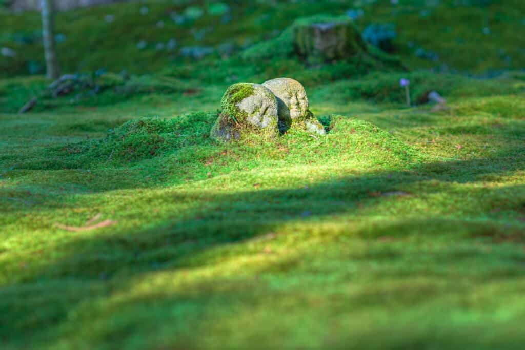 two jizo statues in the moss in Kyoto