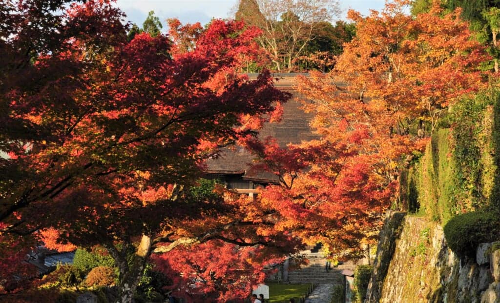 Japanese maple leaf tunnel in kyoto, japan