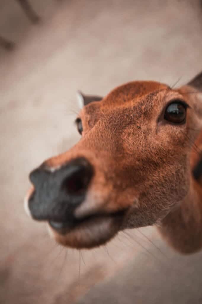 close-up of a deer