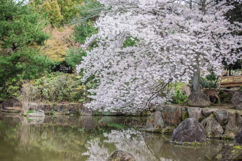 cherry blossoms on a lake in nara in japan