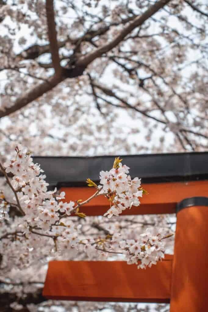 detail of cherry blossom and torii door 