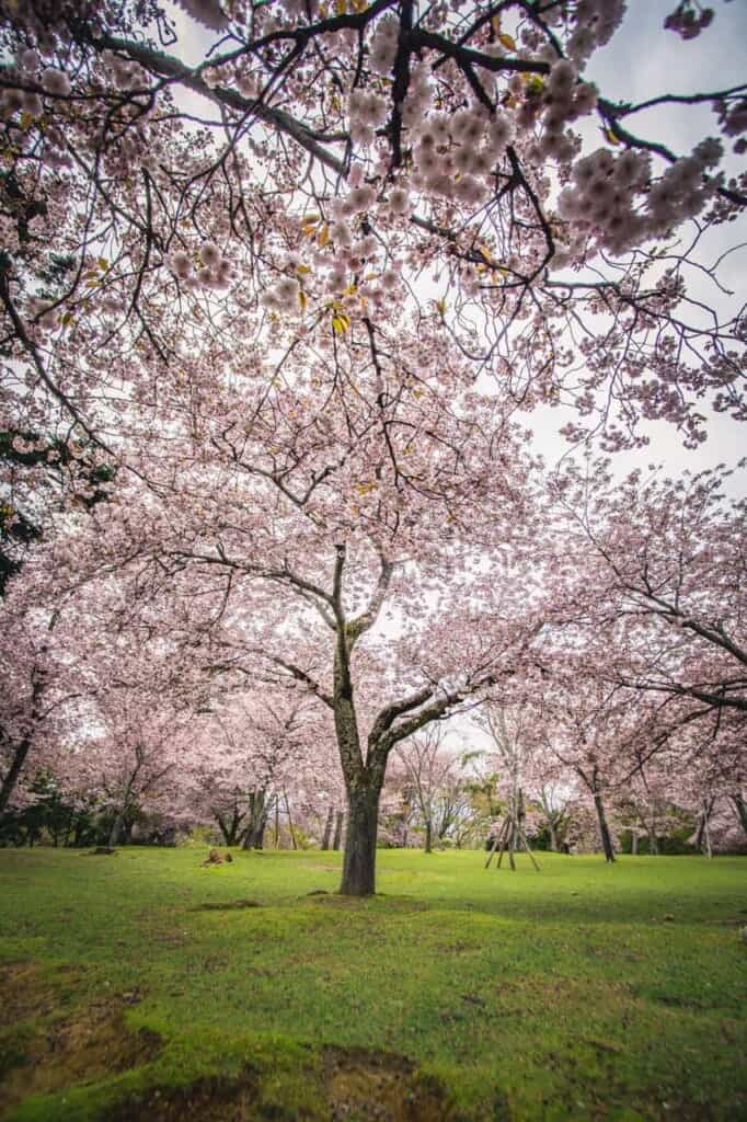 cherry blossoms in Nara park