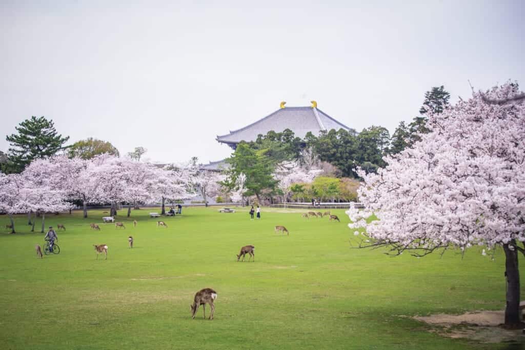 deer grazing at kasuganoenchi, japan