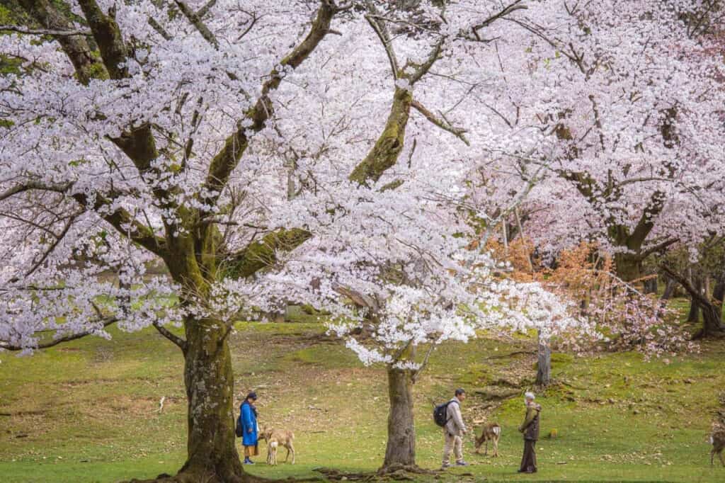 people with japanese deer during sakura season