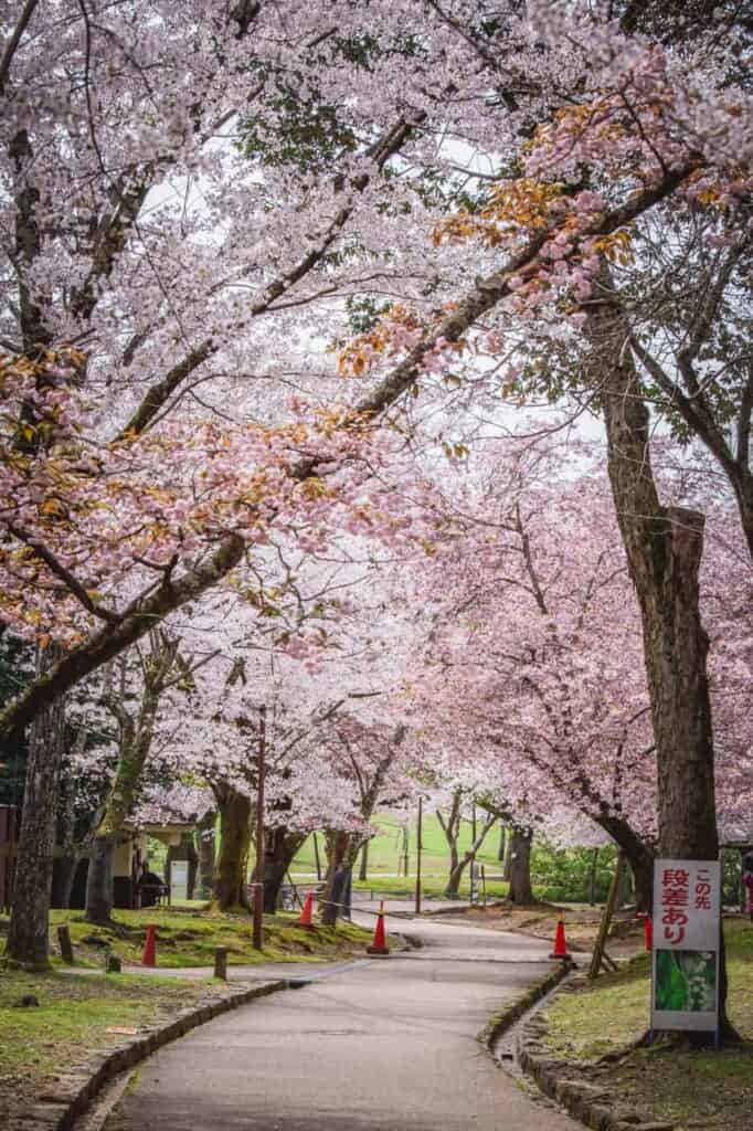 sakura cherry blossoms in nara park, japan